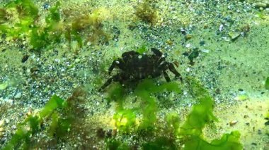 Mermer kaya yengeci Pachygrapsus marmoratus Karadeniz, Odessa Körfezi 'ndeki yeşil yosunlar arasında bir kabuklu deniz yatağı boyunca ilerliyor..