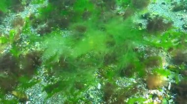 Karadeniz 'in dibindeki Cladophora algleri. Kıyıya yakın kayalıklardaki yeşil ve kırmızı alglerin sualtı manzarası, Odessa Körfezi.