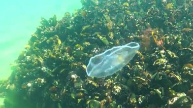 Ay denizanası Aurelia aurita denizanası Karadeniz kıyısındaki su kolunda yüzer.