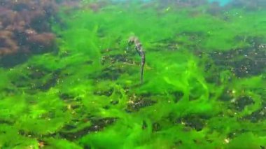 Karadeniz 'de yeşil ve kırmızı algler üzerinde yüzen bir deniz atı, Hipokampüs hipokampüsü.