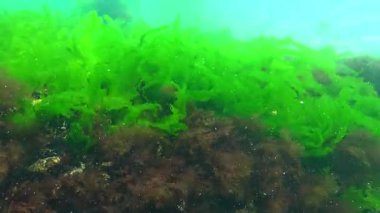 Su altı manzarası, yeşil alg Enteromorpha ve kırmızı alg seramium Karadeniz 'in dibindeki kayalarda sallanıyor..