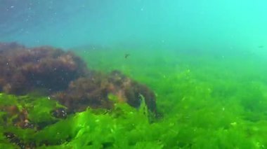 Su altı manzarası, yeşil alg Enteromorpha ve kırmızı alg seramium Karadeniz 'in dibindeki kayalarda sallanıyor..