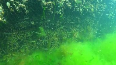 Aphia Daka, yosun çalılıklarında saydam bir keçi balığı. Odessa Körfezi