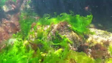 Karadeniz kıyısındaki kayalıklarda bulunan uzun yeşil yosunlu Ulva lactuca, su hareketiyle taşınır.