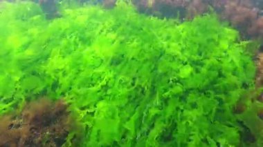 Karadeniz kıyısındaki kayalıklarda bulunan uzun yeşil yosunlu Ulva lactuca, su hareketiyle taşınır.
