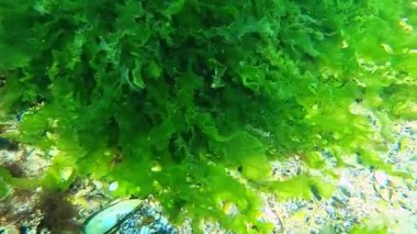 Çimen karidesi Palaemon adspersus yeşil alglerin uzun talli boyunca sürünür Ulva lactuca