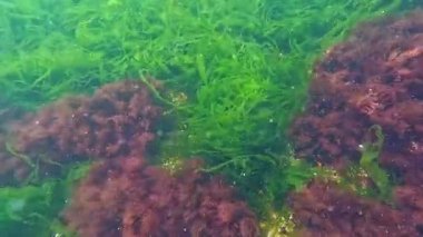 Karadeniz 'in dibindeki yosunlar kıyıya yakın kayalıklarda yeşil ve kırmızı alglerden oluşan sualtı manzarası.
