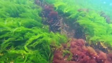 Karadeniz 'in dibindeki yosunlar kıyıya yakın kayalıklarda yeşil ve kırmızı alglerden oluşan sualtı manzarası.