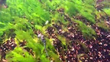 Uzun burunlu deniz atı - Hipokampüs hipokampüsü, makro yosunların arka planında yüzer