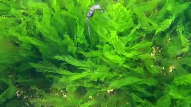 Uzun burunlu deniz atı - Hipokampüs hipokampüsü, makro yosunların arka planında yüzer