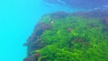 Karadeniz 'in dibindeki deniz yosunları, kıyıya yakın kayalıklardaki yeşil ve kırmızı alglerden oluşan sualtı manzarası, Odessa Körfezi..