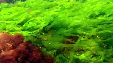 Karadeniz 'in dibindeki deniz yosunları, kıyıya yakın kayalıklardaki yeşil ve kırmızı alglerden oluşan sualtı manzarası, Odessa Körfezi..