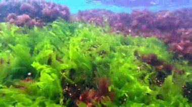 Karadeniz 'in dibindeki deniz yosunları, kıyıya yakın kayalıklardaki yeşil ve kırmızı alglerden oluşan sualtı manzarası, Odessa Körfezi..