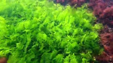 Karadeniz 'in dibindeki yosunlar, yeşil ve kırmızı alglerden oluşan sualtı manzarası.