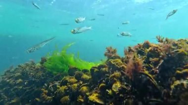 Atherina boyeri pontica - Küçük, sayısız okul balığı yosun kaplı kayaların üzerinde yiyecek yakalar