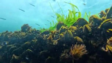 Atherina boyeri pontica - Küçük, sayısız okul balığı yosun kaplı kayaların üzerinde yiyecek yakalar