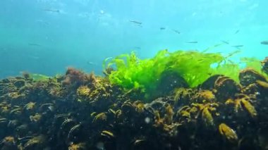 Atherina boyeri pontica - Küçük, sayısız okul balığı yosun kaplı kayaların üzerinde yiyecek yakalar