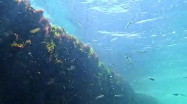 Karadeniz, Atherina boyeri pontica - küçük bir okul balığı alglerle kaplı beton bir iskelede yiyecek yakalıyor.