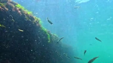 Karadeniz, Atherina boyeri pontica - küçük bir okul balığı alglerle kaplı beton bir iskelede yiyecek yakalıyor.