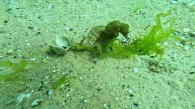 Uzun burunlu deniz atı Hipokampüs alglerin arasında erkek ve dişi bir balık.