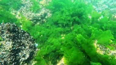Karadeniz 'in sualtı manzarası, yeşil algler (Enteromorpha, Ulva) dipte kayalar ve midyeler üzerinde yetişir..