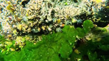 Karadeniz 'in sualtı manzarası, yeşil algler (Enteromorpha, Ulva) dipte kayalar ve midyeler üzerinde yetişir..