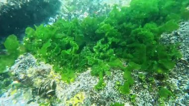 Karadeniz 'in sualtı manzarası, yeşil algler (Enteromorpha, Ulva) dipte kayalar ve midyeler üzerinde yetişir..