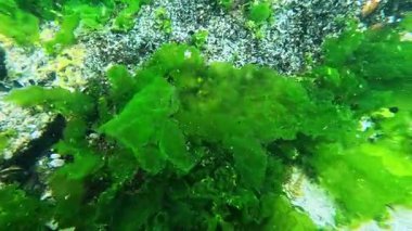 Karadeniz 'in sualtı manzarası, yeşil algler (Enteromorpha, Ulva) dipte kayalar ve midyeler üzerinde yetişir..