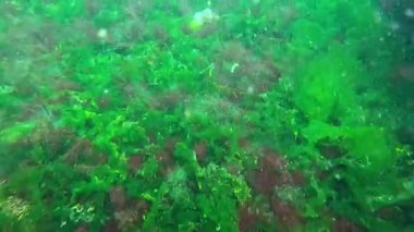 Kıyıya yakın kayalıklardaki yeşil ve kırmızı alglerin sualtı manzarası, Odessa Körfezi