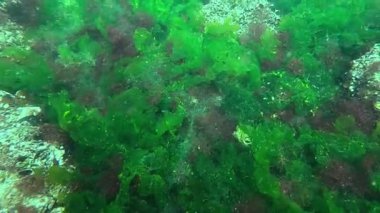 Kıyıya yakın kayalıklardaki yeşil ve kırmızı alglerin sualtı manzarası, Odessa Körfezi