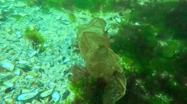 Denizdeki plastik atıklar, Karadeniz 'in dibinde bir alg arkaplanına karşı bir plastik torba fırtına sırasında. Deniz suyu kirliliği