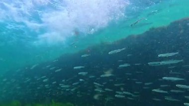 Karadeniz 'in sualtı dünyası, iskelenin yakınındaki küçük balık Atherina Pontica zooplankton' dan temiz suda yiyecek yakalıyor.