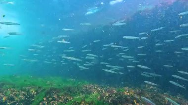 Karadeniz 'in sualtı dünyası, iskelenin yakınındaki küçük balık Atherina Pontica zooplankton' dan temiz suda yiyecek yakalıyor.