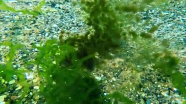 Yeşil yosun Enteromorpha ya da Ulva, Karadeniz 'in su akıntısında epifiz yosunlarıyla kaplanmış.