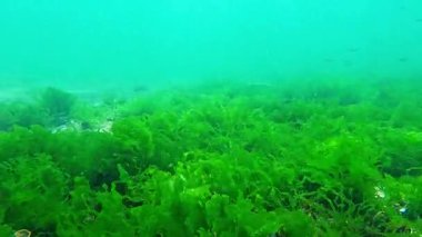 Su altı dünyası, yeşil algler (Enteromorpha intestinalis) üzerinde küçük balıklar (Atherina pontica) temiz suda zooplanktonlardan yiyecek yakalar, Karadeniz.