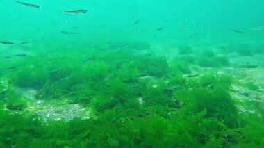 Su altı dünyası, yeşil algler (Enteromorpha intestinalis) üzerinde küçük balıklar (Atherina pontica) temiz suda zooplanktonlardan yiyecek yakalar, Karadeniz.
