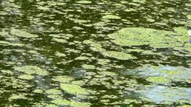 Taze kirli su ve su yüzeyinde yüzen yosunlarla dolu bir göl. Ördek otu Lemna Turionifera ve Wolffia arrhiza.