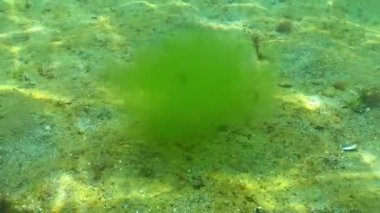 Yeşil alg Cladophora Karadeniz 'de kumlu denizin üzerinde yüzüyor..