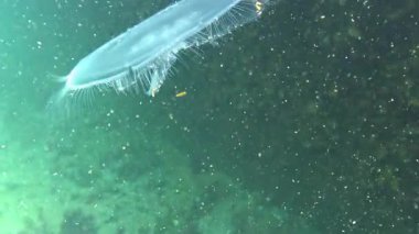 Ay denizanası Aurelia aurita Karadeniz 'in berrak su kolunda yüzüyor.