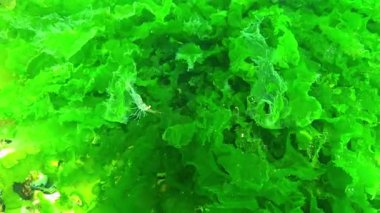 Karadeniz kıyısındaki kayalıklarda bulunan uzun yeşil alg Ulva lactuca, Karadeniz 'deki su hareketiyle taşınır..