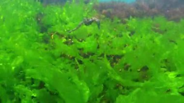 Deniz atı Hipokampüsü Karadeniz 'de yeşil alg Enteromorpha bağırsaklarının üzerinde yüzer.