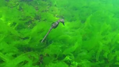 Deniz atı Hipokampüsü Karadeniz 'de yeşil alg Enteromorpha bağırsaklarının üzerinde yüzer.