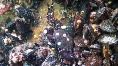 Mermer yengeç Pachygrapsus marmoratus Karadeniz 'de iki valfli midyeler arasında saklanır.