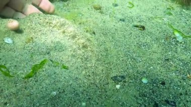 Kum tabanı Pegusa lascaris, bir dalgıç elinde yumurtayla bir balığı kaldırır ve balık yüzerek uzaklaşır, Karadeniz.