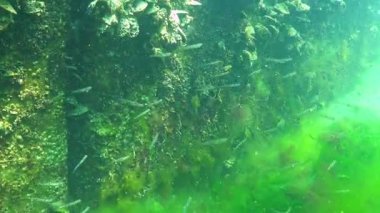 Aphia Mina, Karadeniz 'de midye kaplı bir iskelenin yanında yüzüyor.