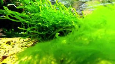 Yeşil yosun Enteromorpha sp. Suyun altında, Karadeniz kıyısındaki kayalıklarda şeffaf sularda sallanıyor.