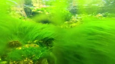 Yeşil yosun Enteromorpha sp. Suyun altında, Karadeniz kıyısındaki kayalıklarda şeffaf sularda sallanıyor.