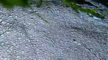 Dipteki manzara, yer altındaki kaynaklardan Karadeniz 'e akan tatlı su yüzeyinde beyaz köpüklü hava kabarcıkları.