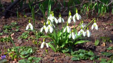 Galanthus nivalis, bahçede çiçek açan beyaz kardelenler