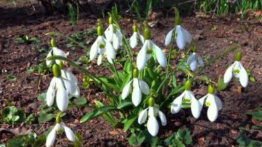 Galanthus nivalis, bahçede çiçek açan beyaz kardelenler